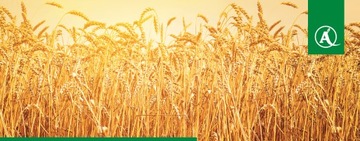 KINTO PLUS 1Л ОБРАБОТКА СЕМЯН ДЛЯ ЗЕРНОВЫХ BASF