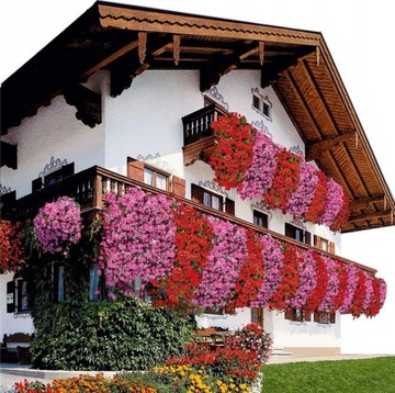 PELARGONIA BLUSZCZOLISTNA RÓŻOWO CZERWONA MIX 5 NASION ZWISAJĄCA