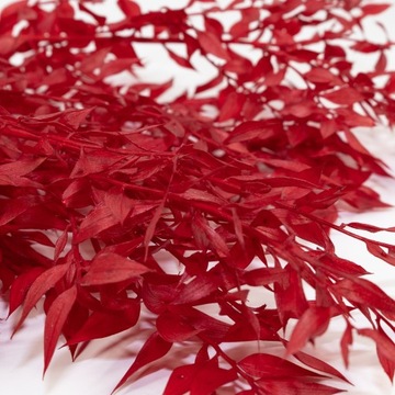 Рускус стабилизированный – Красный