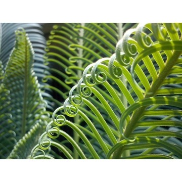 ZIEMIA PODŁOŻE DO ROŚLIN ZIELONYCH PALM COMPO 10L