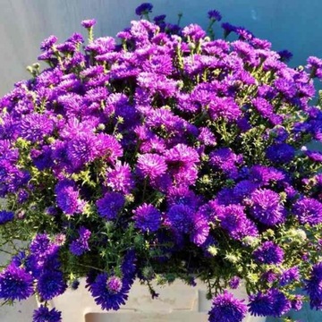 Aster nowobelgijski Dark Blue Double 1 szt.