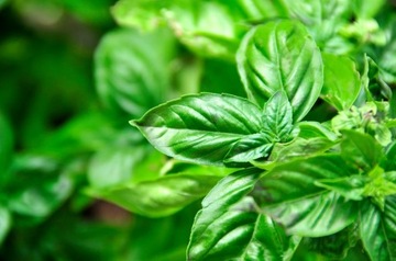 COMPO BIO 100% НАТУРАЛЬНЫЕ ЗЕМЛЯНЫЕ ТРАВЫ МЯТА БАЗИЛИК ОРЕГАНО КОРАНДР ЛЕМИС