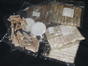 Boczniak ERYNGI mikołajkowy grzybnia 20szt kołków