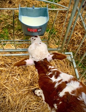 Milk Bar 1 Ведро для кормления телят 4л.