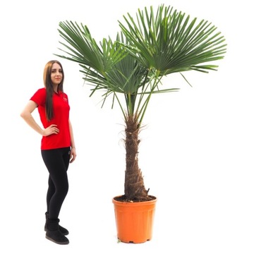 Trachycarpus Fortunei MROZOODPORNA PALMA -Egzotyczny Szorstkowiec Fortunego