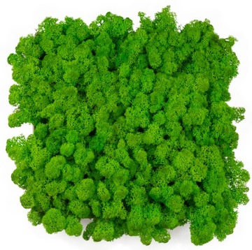 Mech Chrobotek ZIELONY Reniferowy