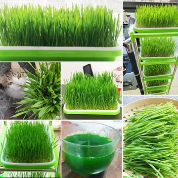 , 5 шт. Пластиковый ящик для проращивания семян, 34 х 25 х 4 см,