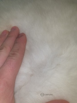 Овчина - Белый - Натуральный - XL - короткий флис