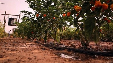 Капельная линия 16 мм, рулон 33 см, 100 м. Капельный шланг