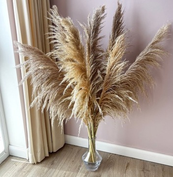 Пампасная трава Бежевый XL Натуральный сушеный Типичный