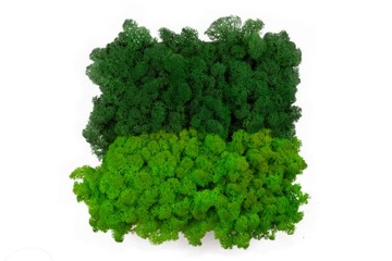 Олений мох, СМЕСЬ 2-х ПРЕМИАЛЬНЫХ ЦВЕТОВ