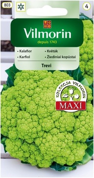 KALAFIOR ZIELONY TREVI F1 VILMORIN