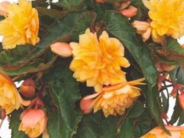 Begonia Belleconia Mango P11 żółto-pomarańczowe pełne kwiaty