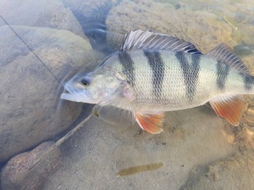 УНИВЕРСАЛЬНАЯ ЦИКАДА СПИНМАД Харт 9 г 0507