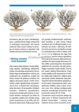 ОБРЕЗКА ДЕКОРАТИВНЫХ ДЕРЕВЬЕВ И КУСТАРОВ Др. инженер А. Марош