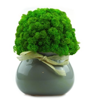 Мох в горшке МИКРОКЛИМАТ БОЧКИ