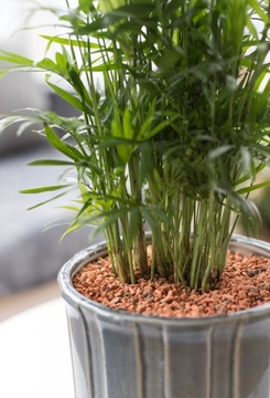 СЕРАМИС подложка для ПАЛЬМ - не разливать, 3л