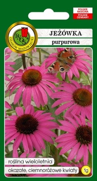 PNOS NASIONA JEŻÓWKA PURPUROWA 1G