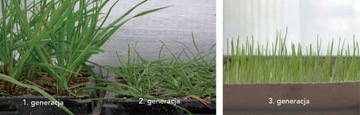 Семена регенеративных трав SOS LAWN 1 кг BARENBRUG