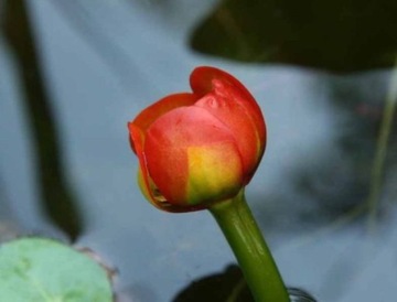 GRĄŻEL JAPONICA RUBRATICUM DO OCZKA I STAWU