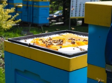 Apikand z PYŁKIEM 1kg x10 ciasto POKARM dla pszczół PYŁEK ciasto