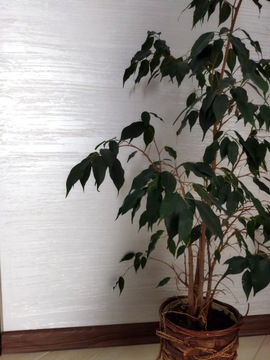 Структурная штукатурка MIRAL, комплект 15 м2, цвет ЖЕМЧУЖНЫЙ «ЭФФЕКТ МЕТАЛЛИК»