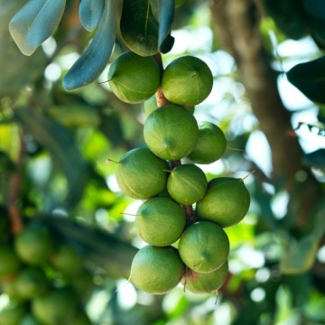 МАСЛО МАКАДАМИИ КОСМЕТИКА МАКАДАМИИ 100мл