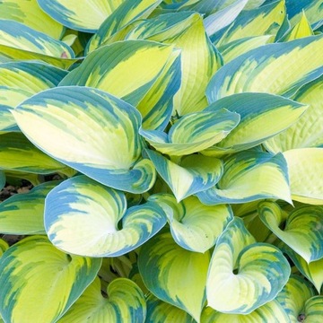 Funkia JUNE hosta CIEKAWE UBARWIENIE sadzonka