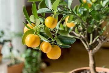 Аппликатор Agrecol Citrus Strong 30мл для цитрусовых