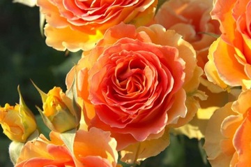 Чайная роза крупноцветковая.