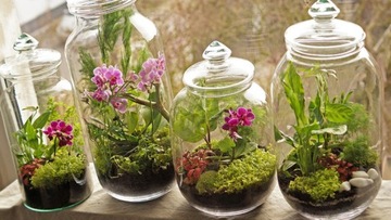 LAS W SŁOIKU : Żwirek Bursztynowy Rzeczny 1KG