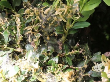 Моспилан 20 СП от тли 20г