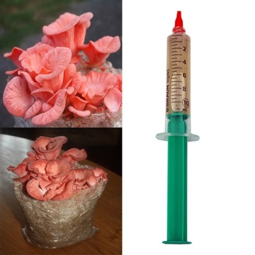 Grzybnia w płynie BOCZNIAK RÓŻOWY 10ml