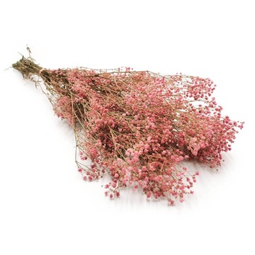 Gipsówka stabilizowana gypsophila suszone rośliny