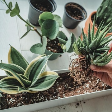 ZIEMIA DO WYSIEWU NASION PIKOWANIA SADZENIA Z WŁÓKNEM KOKOSOWYM 20L