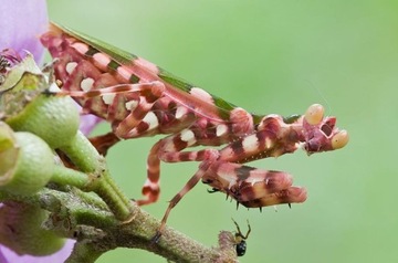 Theopropus rubrobrunneus Modliszka TYGRYSIA L4-5