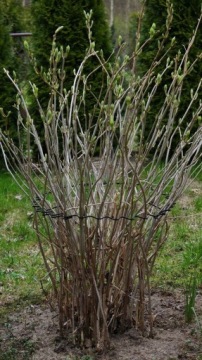 20x ЗАЖИМ ДЛЯ ПОДДЕРЖКИ ЦВЕТОВ, ПОДДЕРЖИВАЮЩИЕ ЗАЖИМЫ ДЛЯ РАСТЕНИЙ, ПРОЧНЫЕ, ПРОЧНЫЕ