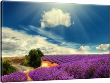 Лавандовое поле 60x40 см MODERN IMAGE