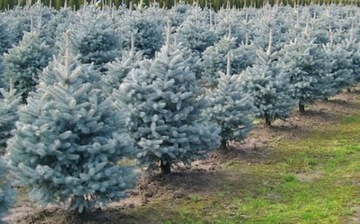 Świerk srebrny KAIBAB kłujący idealny na ŻYWĄ CHOINKĘ 140cm SREBRNE IGŁY