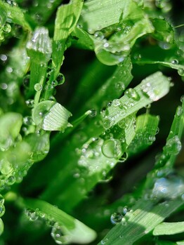 Объектив MOMENT Mobile Lens Macro 75 мм серии T