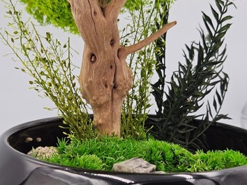 Моховое дерево как бонсай СПА, черная миска, цветочный горшок, БЕЗ ПОЛИВА.