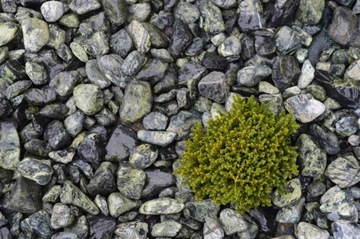 ГАЛЬКА ЗЕЛЕНАЯ GREEN&BLACK STONE GARDEN 2-4 см 25кг