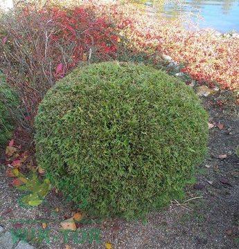Żywotnik Hoseri tuja miniaturka thuja karłowa kula