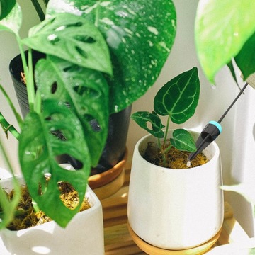 Rośliny System nawadniania kropelkowego podlewanie