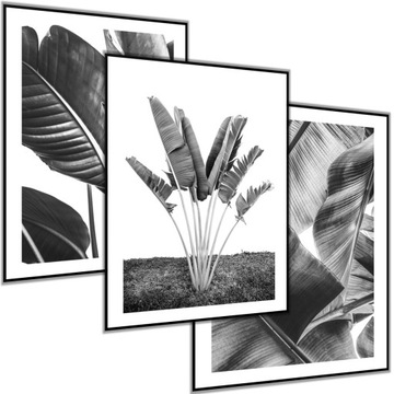 3 x PLAKAT 40X50 ZESTAW LIŚCIE LIŚĆ BANANOWIEC KWIATY DRZEWO CZARNO BIAŁY