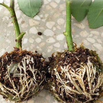 Устройства для укоренения растений в контейнерах для размножения корней