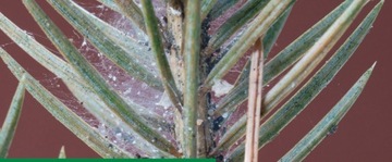 Treol 770 EC olej parafinowy przędziorkobójczy owadobójczy insektycyd 1l