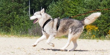 HIFICA LITE RUN PP Спортивная защита ремня безопасности, полная подкладка на заказ