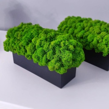 Декоративный мох Хроботек в горшке 20см, подарок