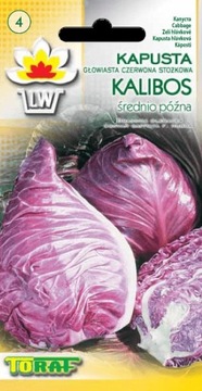 Kapusta głowiasta czerwona Kalibos